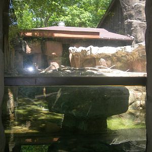 North American River Otter Exhibit