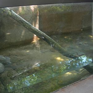North American River Otter Exhibit