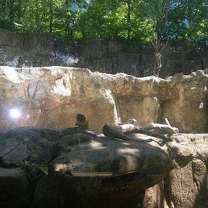 North American River Otter Exhibit