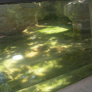 North American River Otter Exhibit