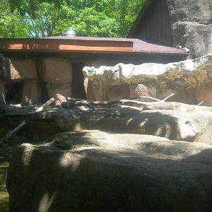 North American River Otter Exhibit
