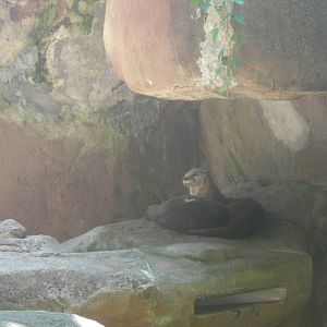 North american river otters