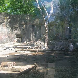 Spectacled Bear Exhibit