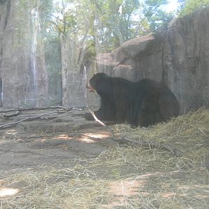 Spectacled Bear