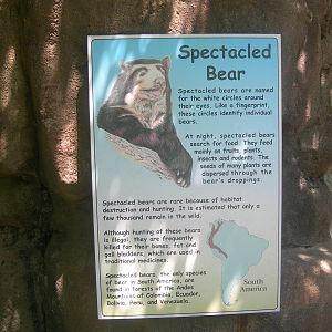 Spectacled Bear Sign