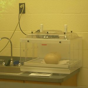 Veterinary Care Building with 2 Ostrich Eggs