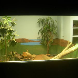 Komodo Dragons Babies exhibit 1year old born at LA zoo.