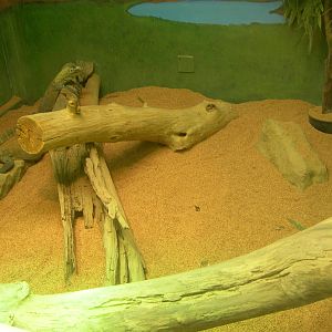 Komodo Dragons Babies exhibit 1year old born at LA zoo.