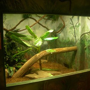 Burmese Python Exhibit