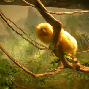 Golden Lion Tamarin