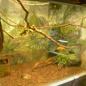 Golden Lion Tamarin Exhibit