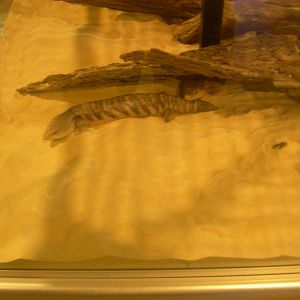 Blue-tongued skink