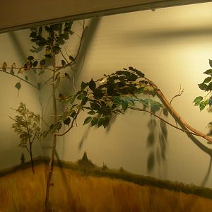 Gouldian Finch Exhibit