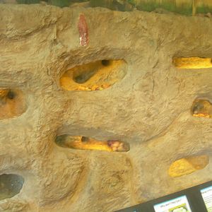 Naked Mole Rat Exhibit