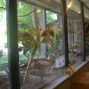 Amazon Parrot,Three Banded Armadillo,Cotton-Top Tamarin & Red Foote