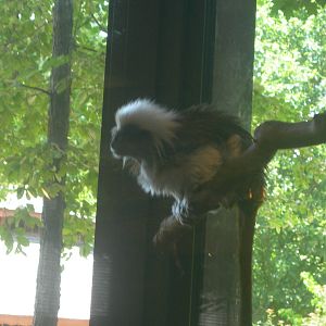 Cotton-Top Tamarin