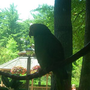 Amazon Parrot