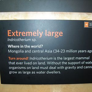 Indricotherium interpretive sign