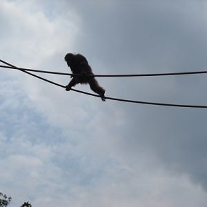 Orangutan crossing O-line June 2011