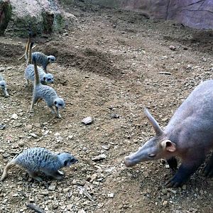 Aardvark vs meerkats