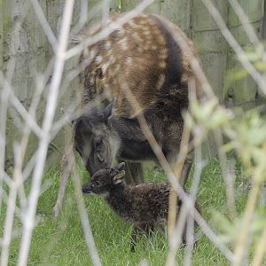 Philippine spotted deer