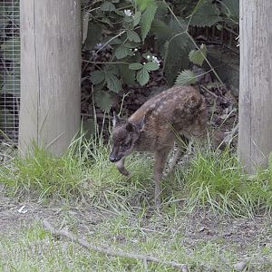 Philippine spotted deer