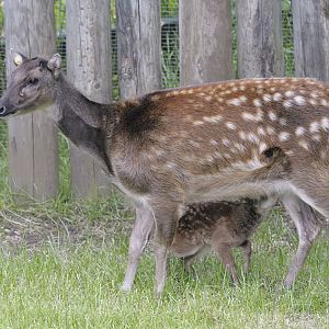 Philippine spotted deer