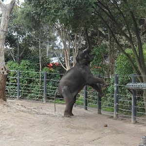 Asian Elephant Getting a Snack