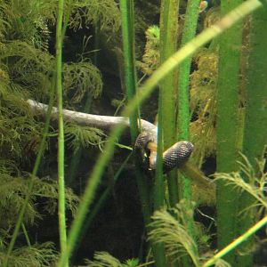 Arafura File Snake Tail