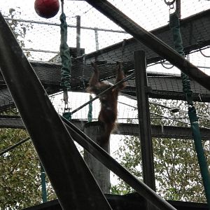 Adventurous Baby Orang-utan