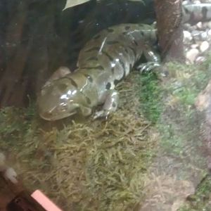 Tiger Salamander