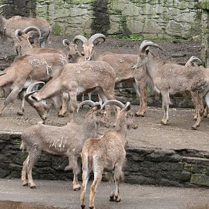 View of Barbary sheep flock