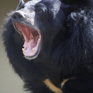 Inca - Asiatic black bear
