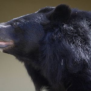 Inca - Asiatic black bear