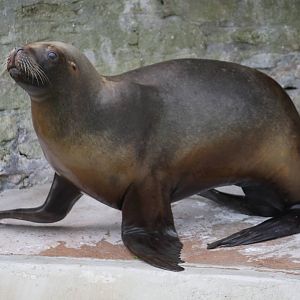 Patagonian sea lion cow