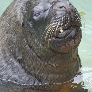 Patagonian sea lion bull