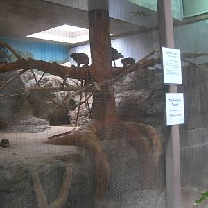 Rock Hyrax Exhibit