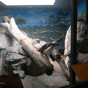 Grivet Guenon Exhibit