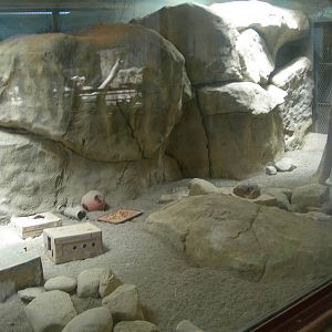 Meerkat Exhibit