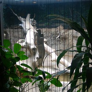 Amur Leopard indoor Exhibit