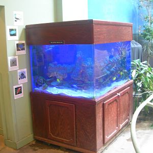 Fish Tank in main building