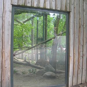 Amur Leopard outdoor viewing window