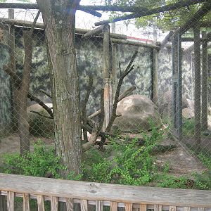 Amur Leopard outdoor Exhibit