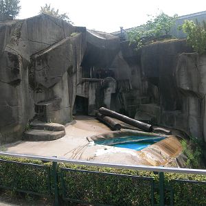 Black Bear Exhibit