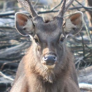 Sambar stag