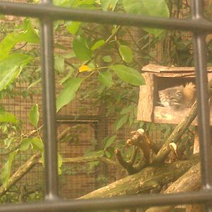 Pallas Cat relaxing in his box