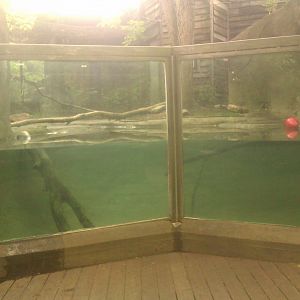 North American River Otter Underwater viewing