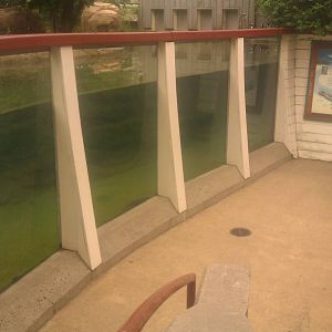 Black-Footed Penguin Underwater Viewing