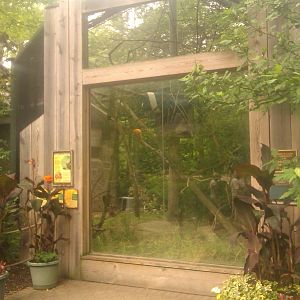 Golden Lion Tamarin,Two-Toed Sloth,Yellow-Footed Tortoise & Brazili