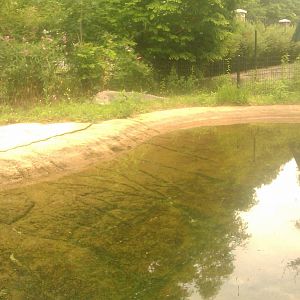 American Alligator Exhibit